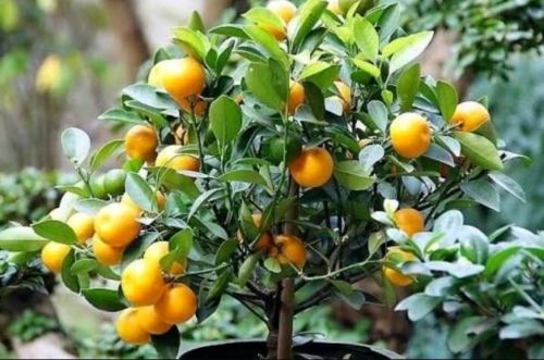 Buy dwarf fruit trees online india