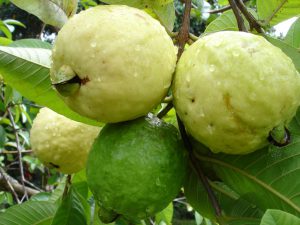 Buy sweet guava plant online