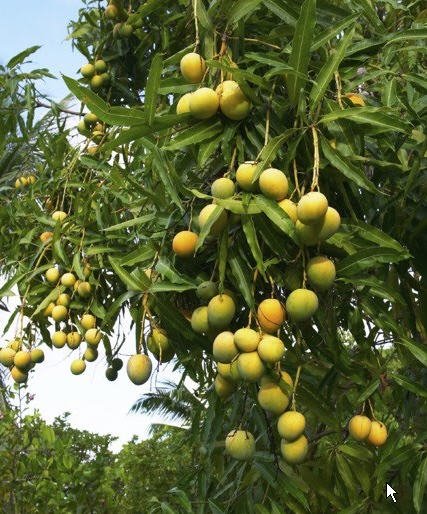 Image result for mango tree