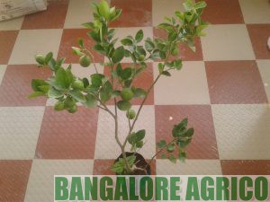 Bonsai lemon Bangalore Agrivo