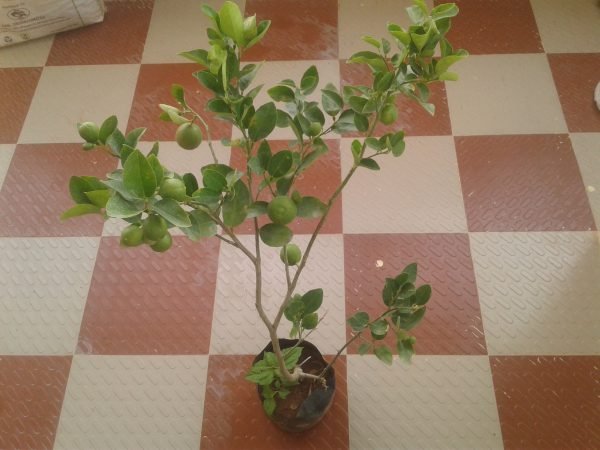 Bonsai lemon Bangalore Agrivo