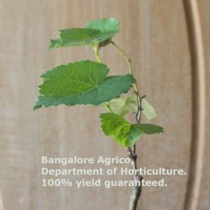 bangaloreagrico-grape