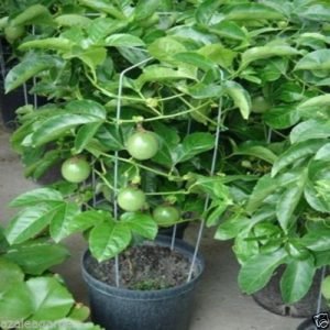 buy Passion fruit plant