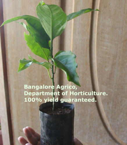 Buy Passion Fruit Plant Online Bangalore