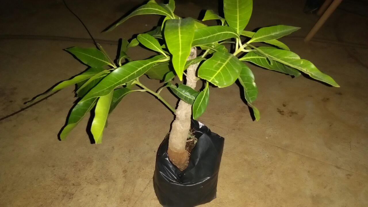 bonsai mango tree price.