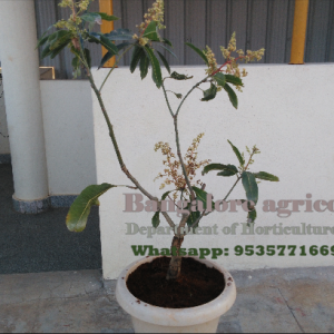 Mango Plant  Bangalore Agrico