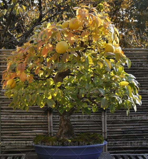 IMPORTED BONSAI - GRAPE FRUIT POMELO ORANGE - DWARF PLANT SEEDS 10 NOS -  BANGALORE AGRICO