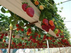 Strawberry plants - Bangalore Agrico