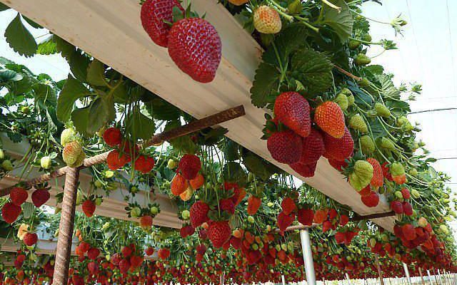 Strawberry plants - Bangalore Agrico