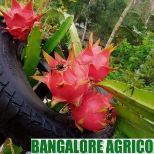 Dragon fruit plant Bangalore Agrico