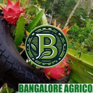 Dragon fruit plant Bangalore Agrico