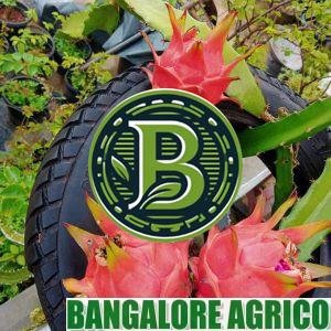 Dragon fruit plant Bangalore Agrico