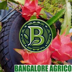 Dragon fruit plant Bangalore Agrico