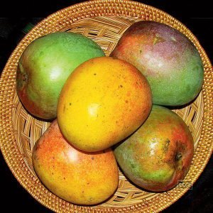 langer-mango-sweet-all-climate