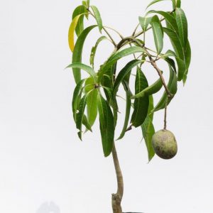 rare-mango-tree-kottukonam-grafted