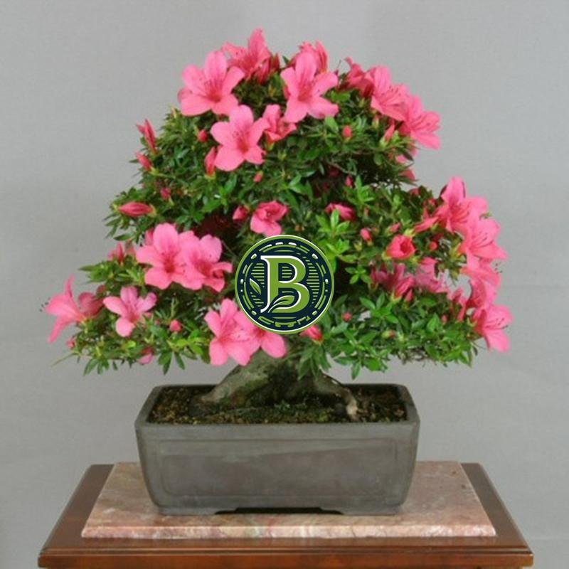 Flower-bonsai-seed-flower-plant-bonsai-i