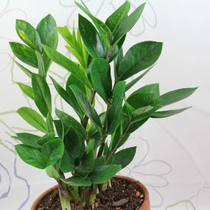 Zamioculcas-zamiifolia