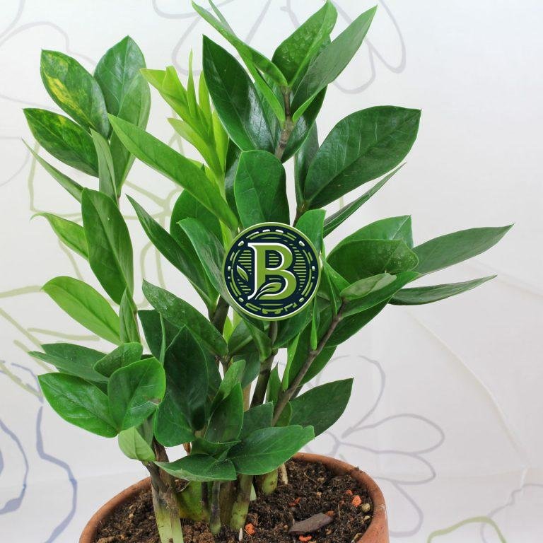 Indoor Plants Bangalore Agrico