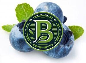 blueberry plantslive