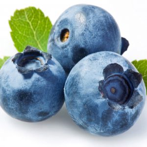 blueberry plantslive