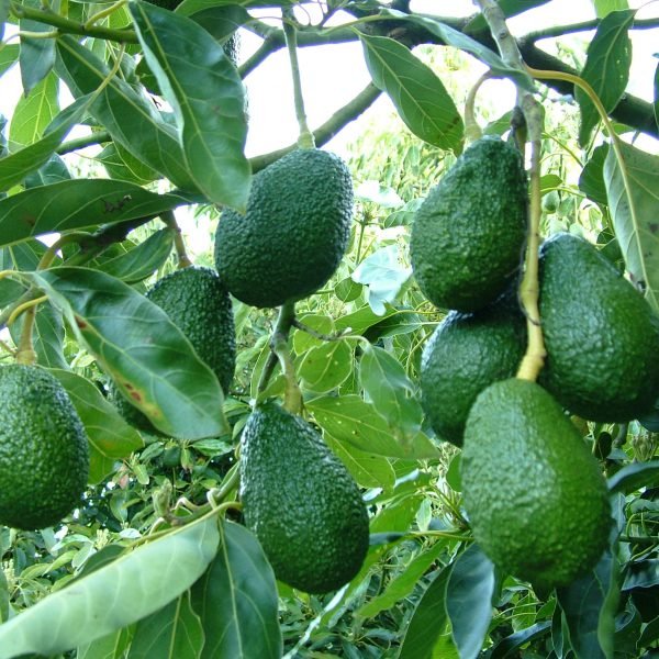 buy avocado butter fruit online india bangalore agrico avocado a fruit