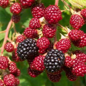 buy-blackberry-plant-online-india