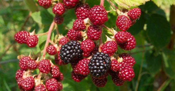 buy-blackberry-plant-online-india