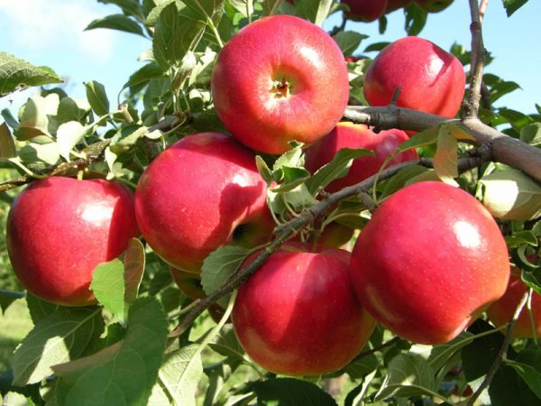 apple-plant-bangalore-agrico