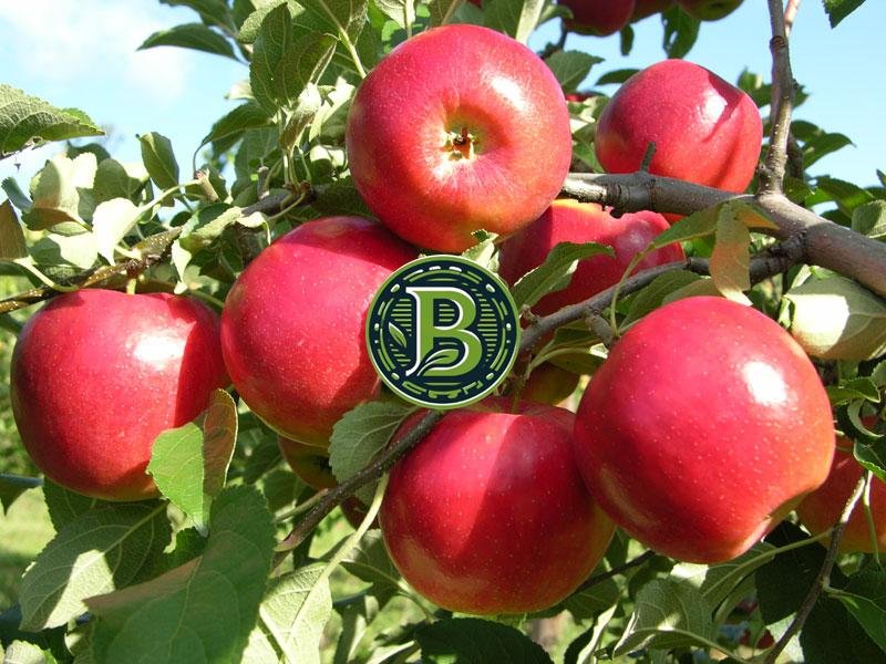 APPLE FRUIT – LIVE PLANT – ALL CLIMATE – BANGALORE AGRICO | Bangalore Agrico