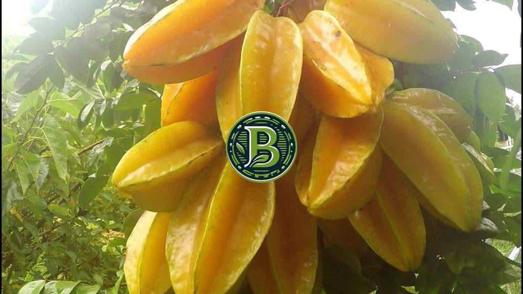 Buy Star Fruit Plant Online India Bangalore Agrico