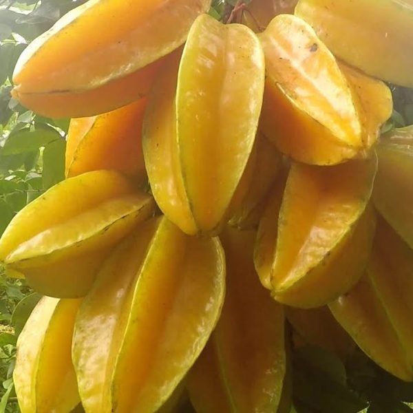 IMPORTED Perfume Fruit KEPEL APPLE X RARE SPICE TREE