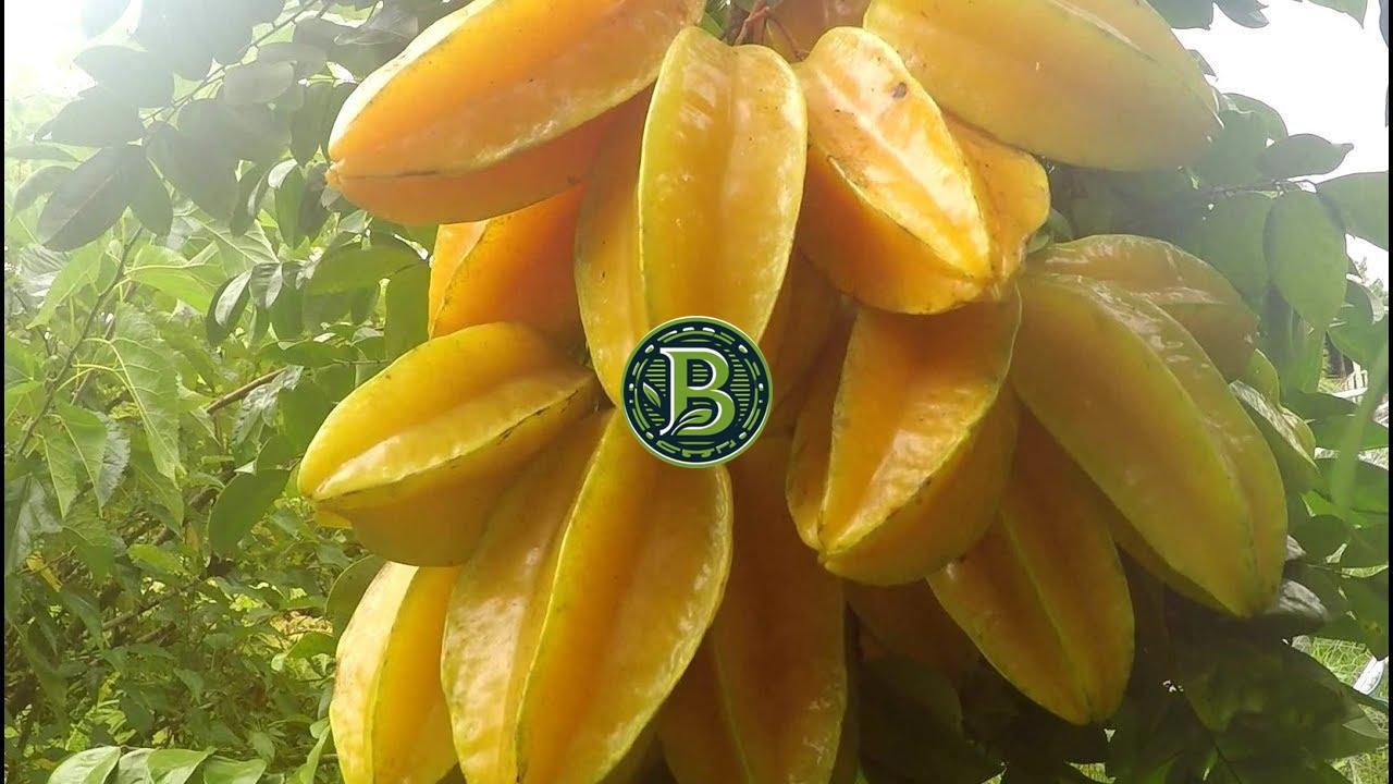 Buy Star Fruit Plant Online India | Bangalore Agrico