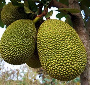 black-gold-jackfruit