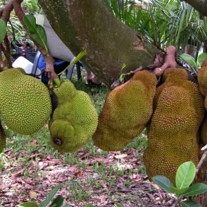 cheena-jackfruit