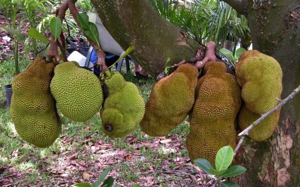 cheena-jackfruit