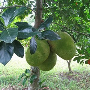 red-barlet-jackfruit