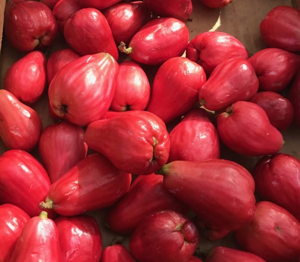 Buy Malay Apple Fruit Plant Online India Bangalore Agrico