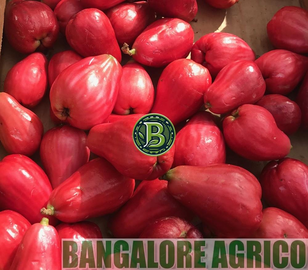 MALAY APPLE-SYZYGIUM MALACCENSE- LIVE PLANT - ALL CLIMATE - BANGALORE AGRICO