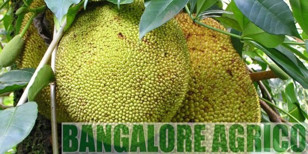 gumless-jackfruit-india