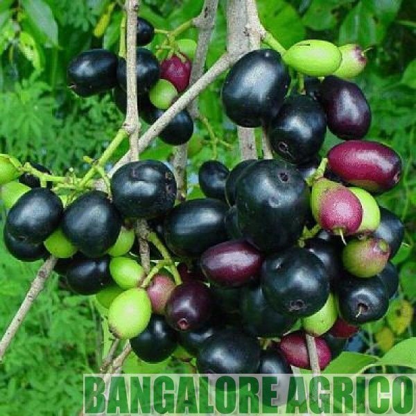 jamun_plant